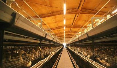 華英農業榮獲首批國家級農業高質量發展標準化示范基地稱號，畜牧漁業飼料銷售邁向新篇章